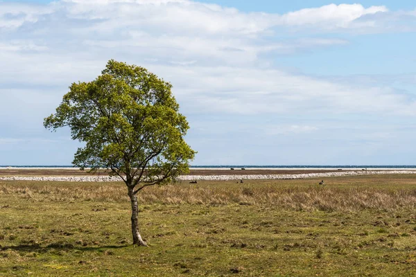 Albero Solitario Una Grande Prateria Nella Riserva Naturale Ottenby Sull — Foto Stock