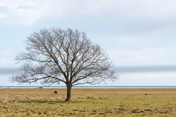 Eenzame Kale Boom Een Groot Grasland Een Natuurreservaat Ottenby Het — Stockfoto