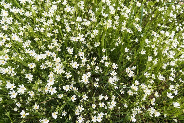 Květ Starwort Stellaria Holostea Květiny Detailní — Stock fotografie