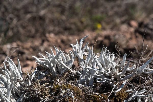 Crescente Whiteworm Lichen Primo Piano Sull Isola Oland Svezia — Foto Stock