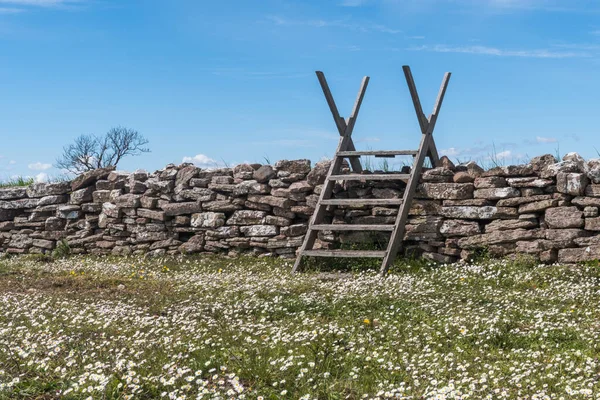 Blossom Bellis Perennis Door Een Droge Stenen Muur Met Een — Stockfoto