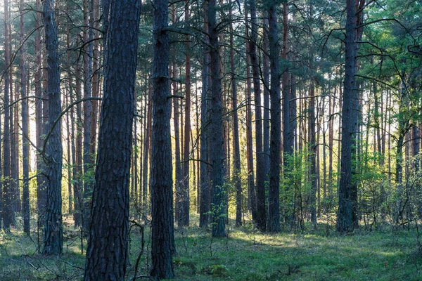 Primavera Una Pineta Retroilluminata Tarda Serata Sole — Foto Stock