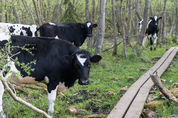 Vacas Jóvenes Blancas Negras Pie Junto Una Pasarela Madera Bosque — Foto de Stock