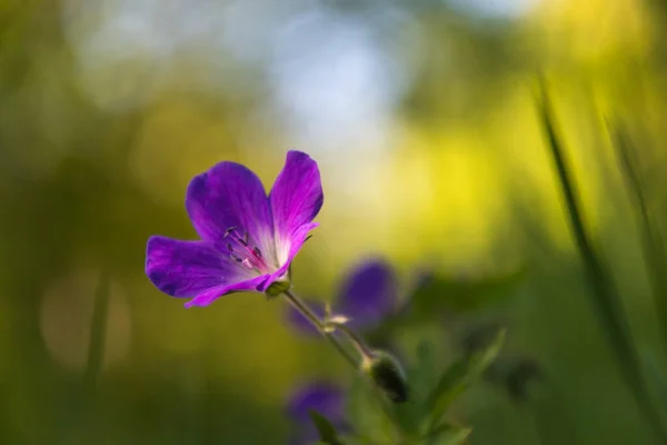 Imagen Cerca Una Hermosa Flor Verano Púrpura Sobre Fondo Verde — Foto de Stock