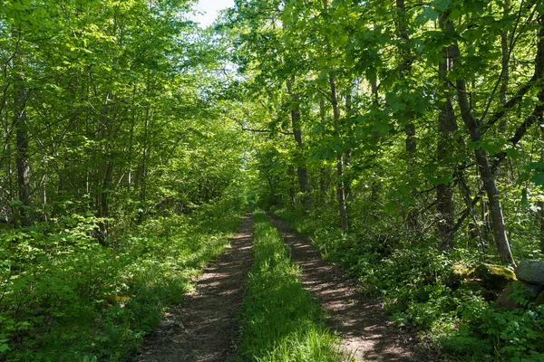 Landweg Recht Het Weelderige Groen Een Loofbos Zomer — Stockfoto