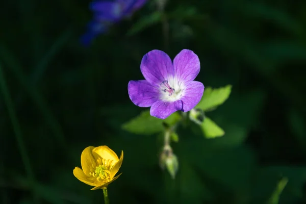 Paarse Gele Zomerbloemen Door Een Donkergroene Natuurlijke Achtergrond — Stockfoto