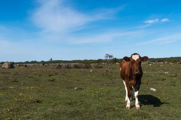 Bruine Koe Een Kleurrijk Natuurgebied Het Eiland Oland Zweden — Stockfoto