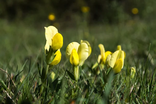 Draken Tanden Bloemen Close Van Een Wormen Uitzicht — Stockfoto