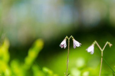 Twinflower 'lar yeşil çevrede kapanıyor.