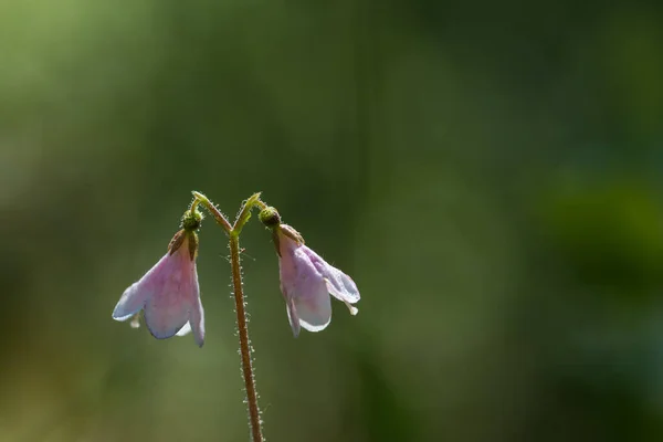 Μακρο Εικόνα Ενός Twinflower Από Ένα Πράσινο Μαλακό Φόντο — Φωτογραφία Αρχείου