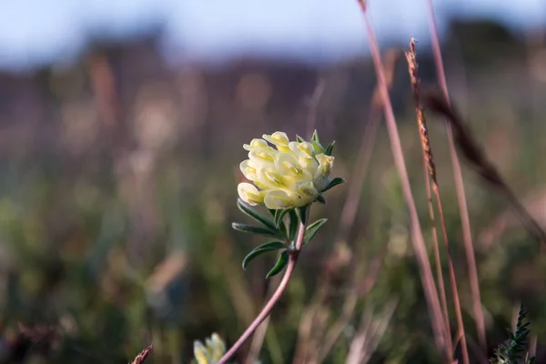 Fiore Veccia Del Rene Giallo Vicino Sull Isola Oland Svezia — Foto Stock