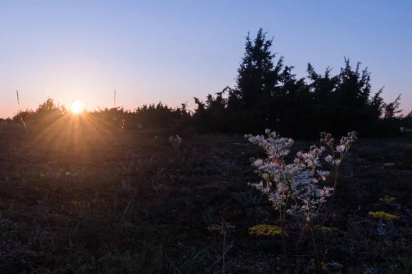 スウェーデンのオランド島の素晴らしい草原で夕日によって閉じるヨモギ — ストック写真