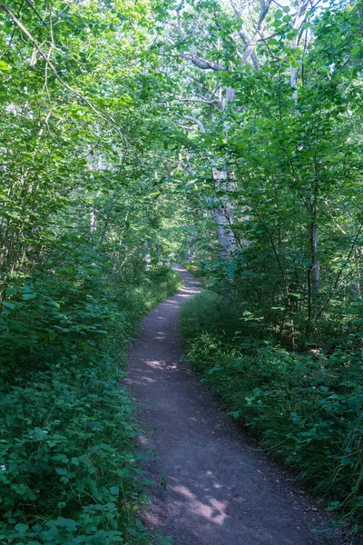 Wandelpad Kronkelen Door Een Weelderig Groen Het Zomerseizoen — Stockfoto