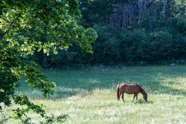 Cavalo Castanho Uma Paisagem Verde Ensolarada Verão — Fotografia de Stock