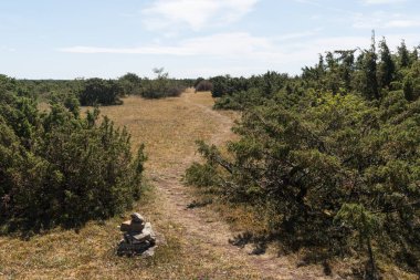 İsveç 'teki ada Oland' da eşsiz bir manzara olan Stora Alvaret 'te ardıçlarla dolu bir arazide bir patikanın yanından geçen taş.