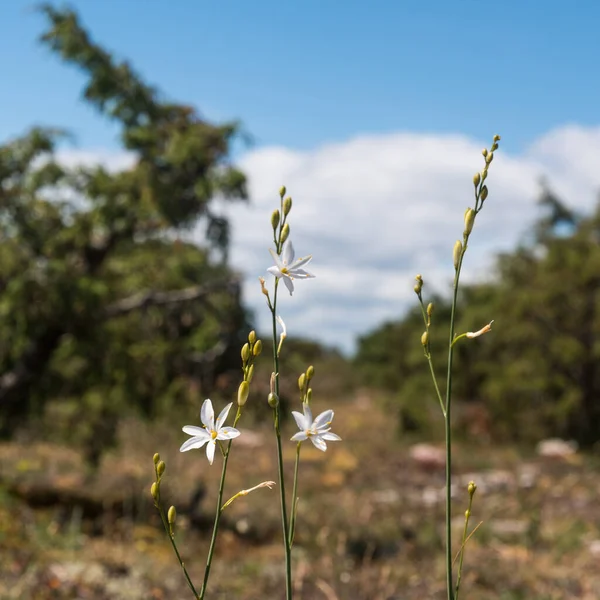 Vackra Branched Bernard Lilja Nära Öland Sverige — Stockfoto