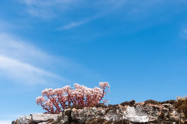 Vacker Vit Stonekrop Nära Blå Himmel — Stockfoto