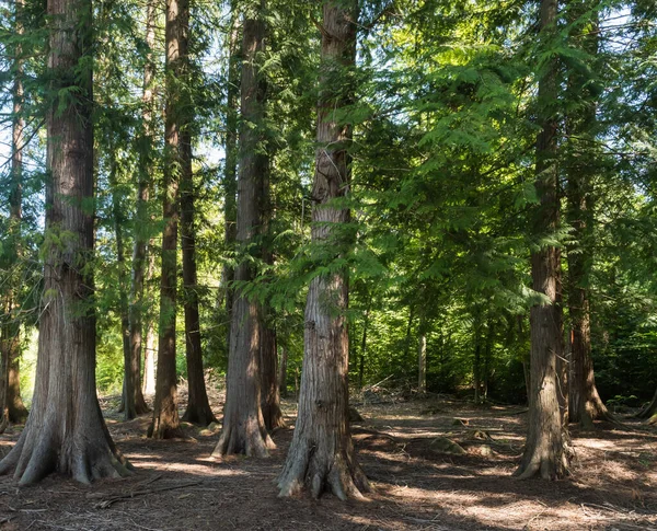 Thuja Skogen Den Svenska Öland — Stockfoto