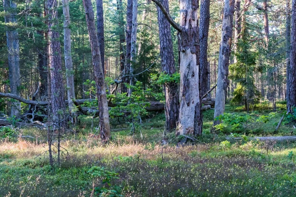 Vieille Forêt Pins Avec Quelques Arbres Morts Dans Une Réserve — Photo