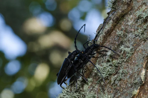 Κοντινό Πλάνο Αιγόκερως Beetles Ζευγάρωμα Στο Νησί Oland Στη Σουηδία — Φωτογραφία Αρχείου