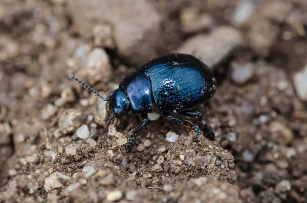 Primer Plano Escarabajo Negro Metálico Hoja Suelo — Foto de Stock