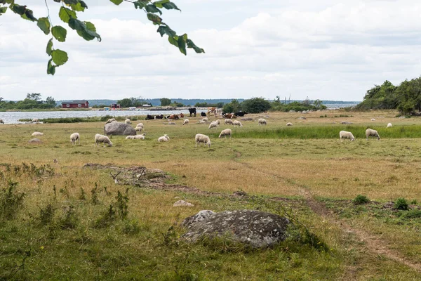 Betande Får Naturreservatet Halltorps Hage Svenska Öland — Stockfoto