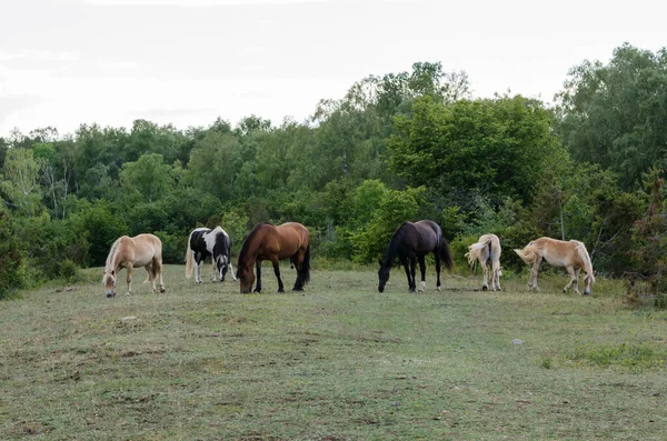 Pâturage Chevaux Dans Une Luxuriante Clairière Forestière — Photo