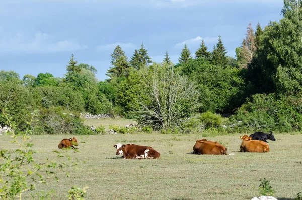 Vista Tranquilla Con Bestiame Riposo Una Radura Forestale — Foto Stock