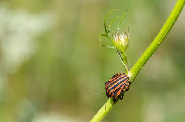 Escudo Rayado Bug Cerca Por Fondo Verde Natural — Foto de Stock