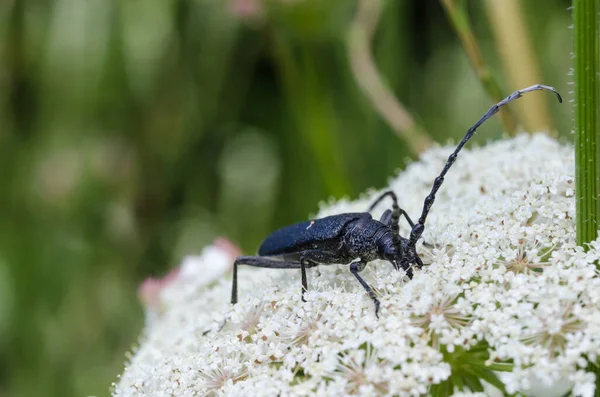 Primer Plano Escarabajo Capricornio Sobre Una Flor Blanca — Foto de Stock