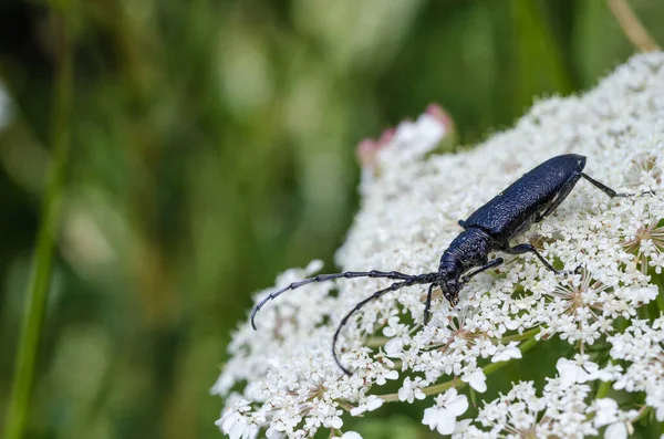 Escarabajo Cuerno Largo Negro Escarabajo Capricornio Cerca Una Flor Zanahoria — Foto de Stock