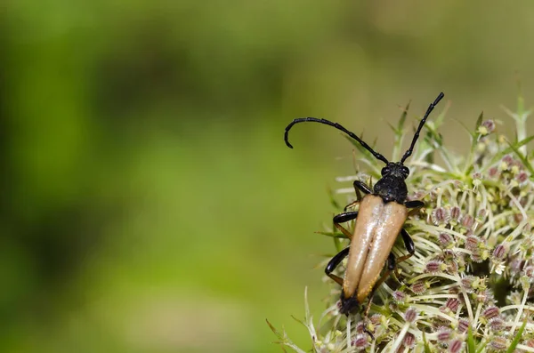 Escarabajo Longhorn Rojo Marrón Macho Cerca Por Fondo Verde Natural — Foto de Stock