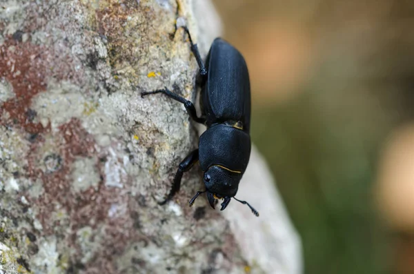 Acercamiento Escarabajo Ciervo Menor Arrastrándose — Foto de Stock