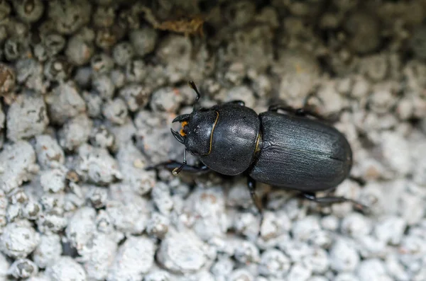 Escarabajo Del Ciervo Menor Cerca Suelo — Foto de Stock