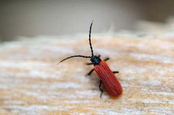 Hermoso Escarabajo Rojo Platycis Minutus Cerca — Foto de Stock