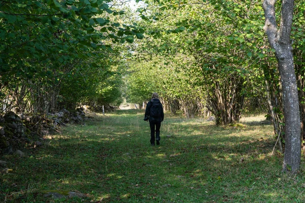 Caminhando Uma Trilha Cercada Por Arbustos Avelã Ilha Oland Suécia — Fotografia de Stock