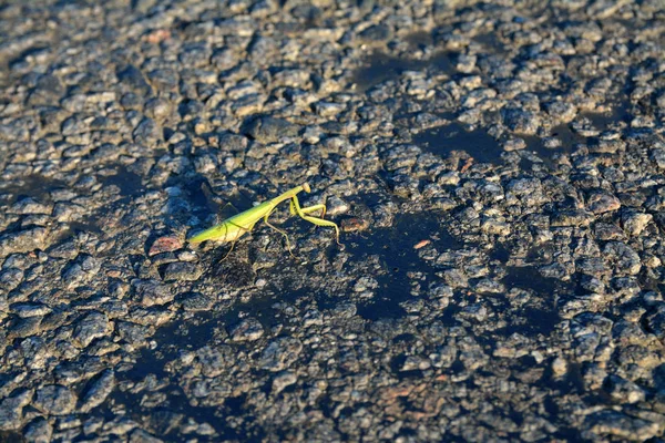 Zielony Mantodea Asfalcie — Zdjęcie stockowe
