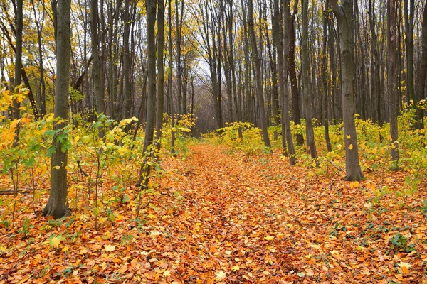 Road in the autumn forest — Stock Photo, Image