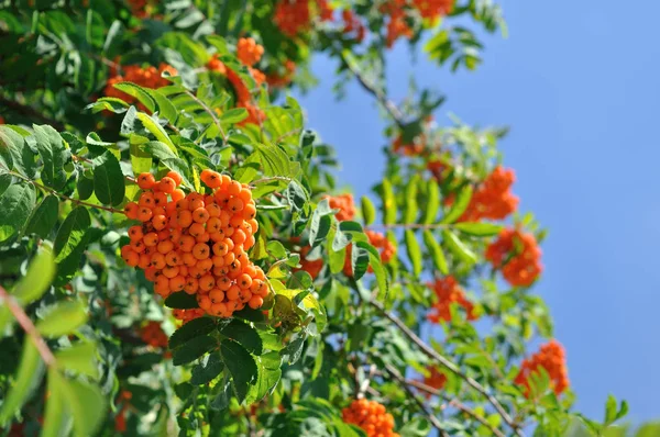 Bagas Rowan Contra Céu — Fotografia de Stock