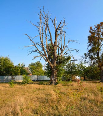 büyük bir ölmek ağaç