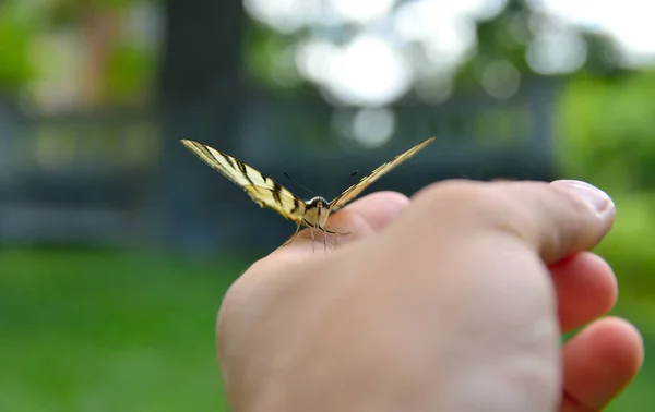 Papilio Machaon zur Hand — Stockfoto