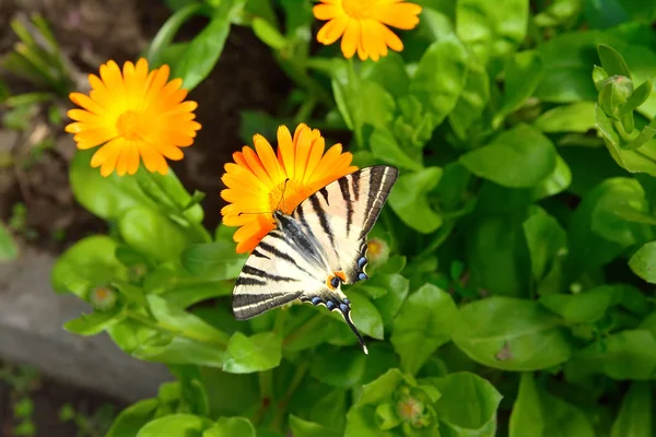 Papilio Machaon na kwiatek — Zdjęcie stockowe