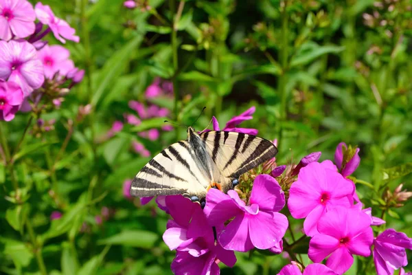 Papilio Machaon na kwiatek — Zdjęcie stockowe