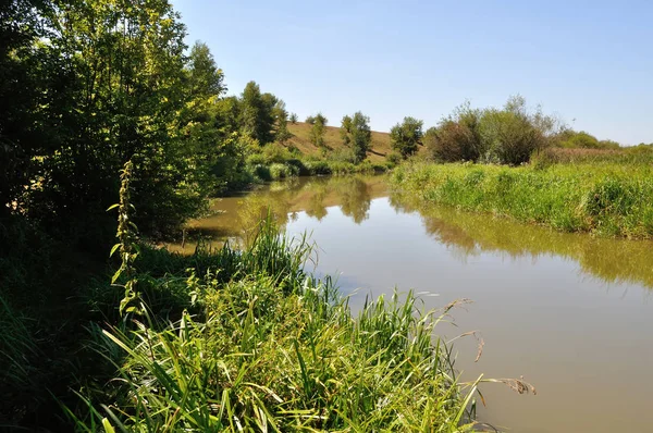 River near lush greenery — Stock Photo, Image