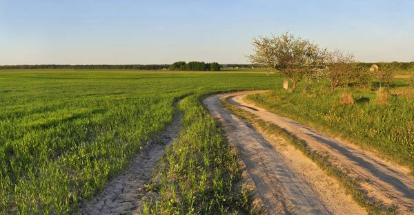 Dirt road in the middle of the field — Stock Photo, Image