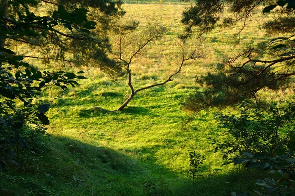 在一片绿色的草地上树 — 图库照片
