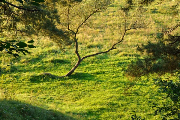 Albero su un prato verde — Foto Stock