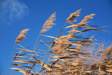 Mavi gökyüzünün arka planında kurumuş sap sapları