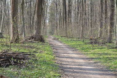 Ormandaki toprak yol