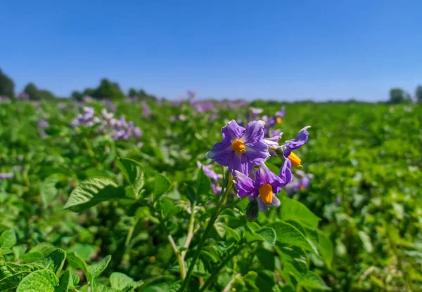 Violette Farbe Der Kartoffeln Auf Einer Plantage — Stockfoto